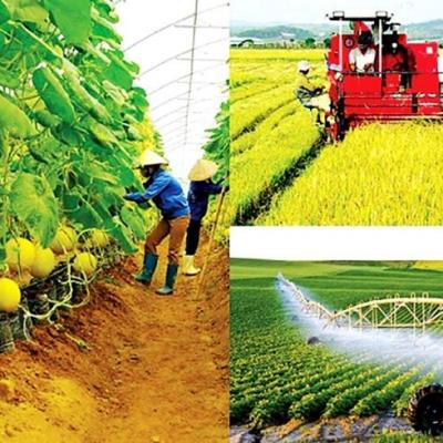 Phát triển nông nghiệp bền vững, nâng cao chất lượng, giá trị gia tăng